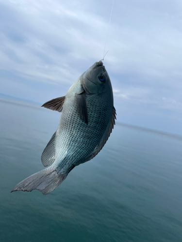 メジナの釣果