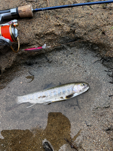 イワナの釣果