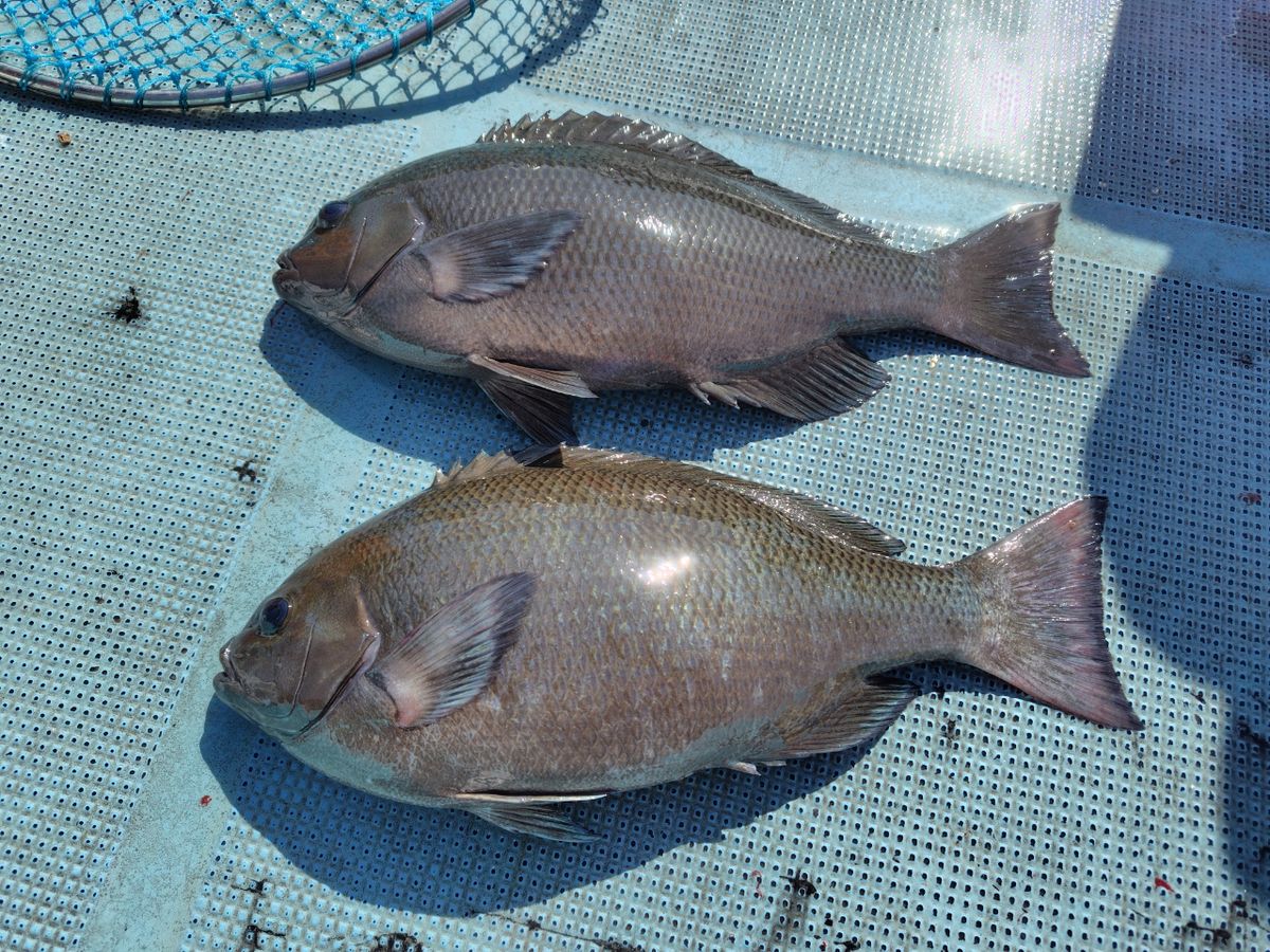 グレ釣りた〜いさんの釣果 3枚目の画像