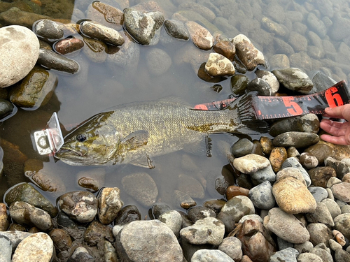 スモールマウスバスの釣果