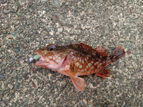 カサゴの釣果