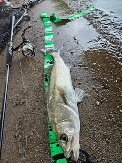 フッコ（マルスズキ）の釣果