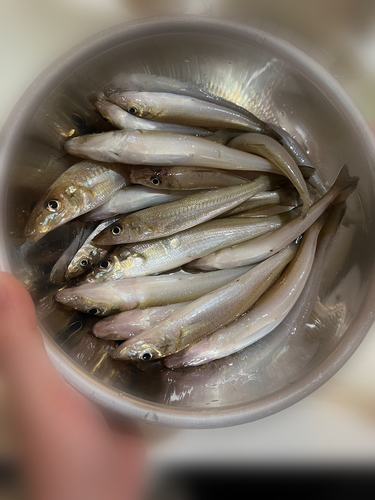 キスの釣果