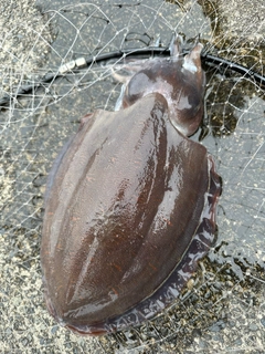 モンゴウイカの釣果