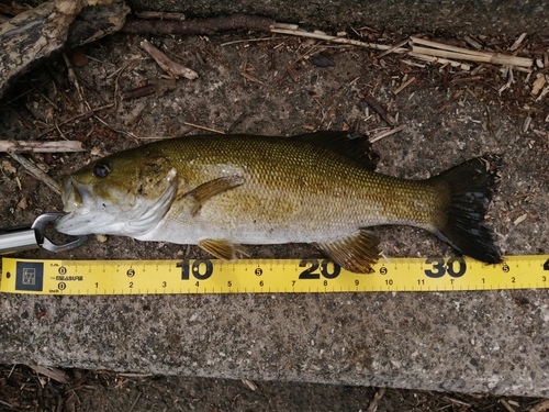 スモールマウスバスの釣果