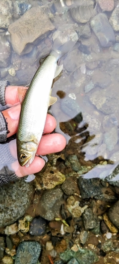 チアユの釣果