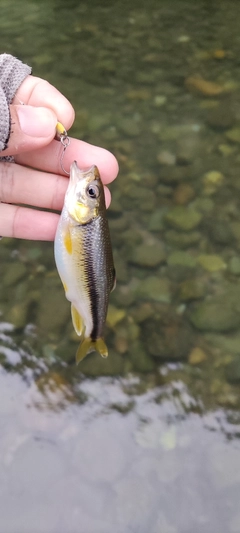 カワムツの釣果