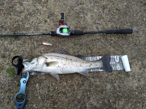 スズキの釣果