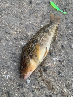 アイナメの釣果