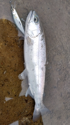 アマゴの釣果