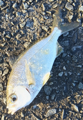 鹿児島湾南部