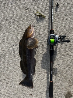 アイナメの釣果