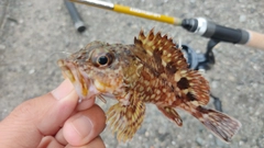 ガシラの釣果