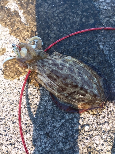 モンゴウイカの釣果