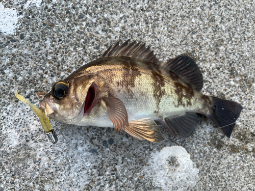 メバルの釣果