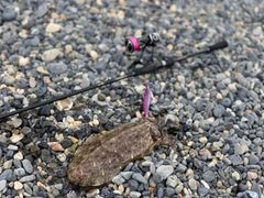 モンゴウイカの釣果