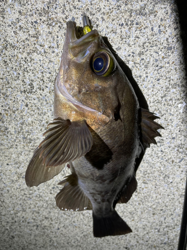 メバルの釣果