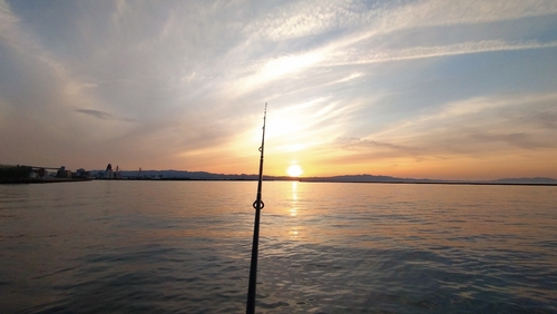 イカの釣果