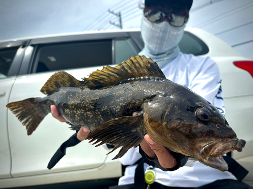 アイナメの釣果