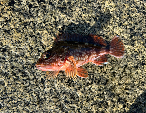 アラカブの釣果