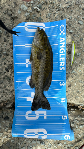 スモールマウスバスの釣果