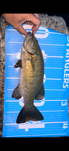 スモールマウスバスの釣果