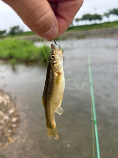 アブラハヤの釣果