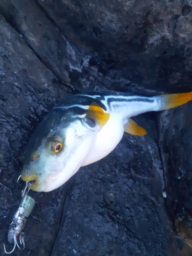 シマフグの釣果