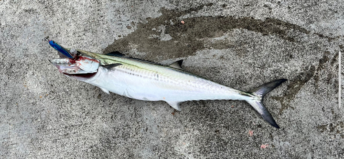 サゴシの釣果