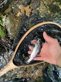 ヤマメの釣果