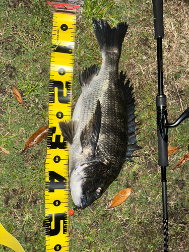 クロダイの釣果