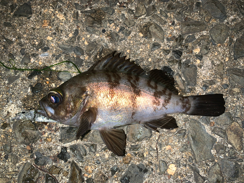 メバルの釣果