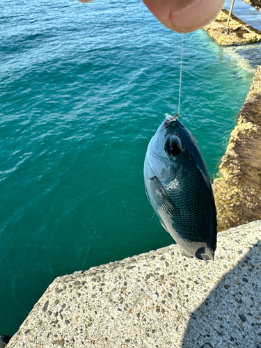 メジナの釣果