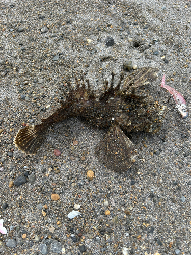 オニオコゼの釣果