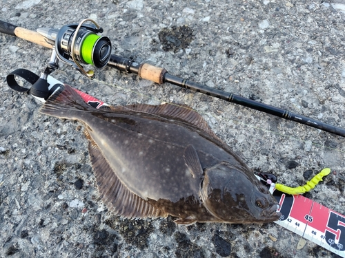 カレイの釣果