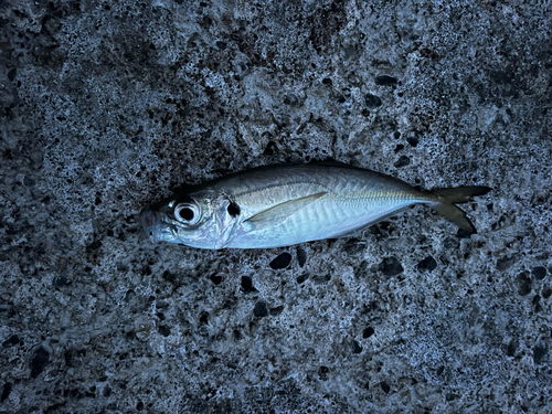 マアジの釣果