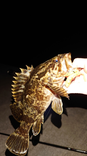 タケノコメバルの釣果