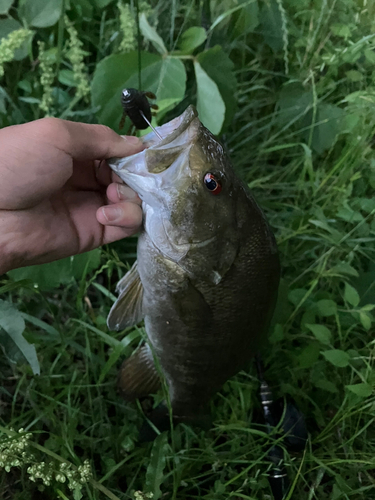 スモールマウスバスの釣果