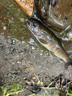 イワナの釣果