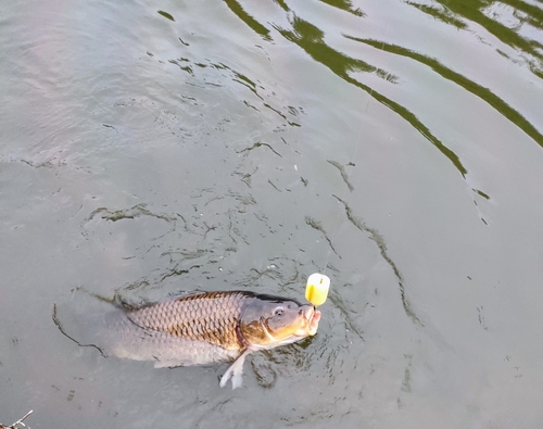 コイの釣果