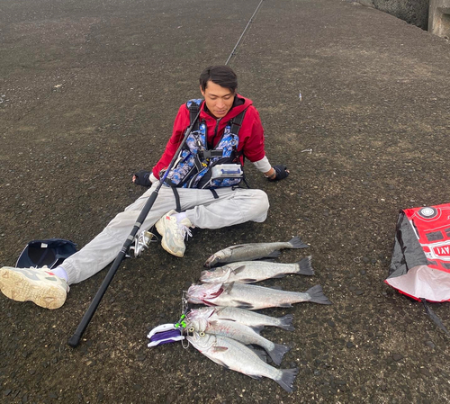 セイゴ（ヒラスズキ）の釣果