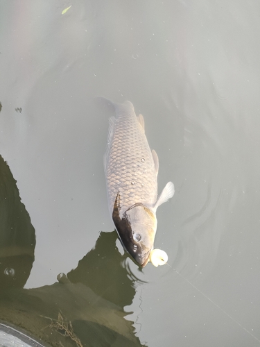 コイの釣果