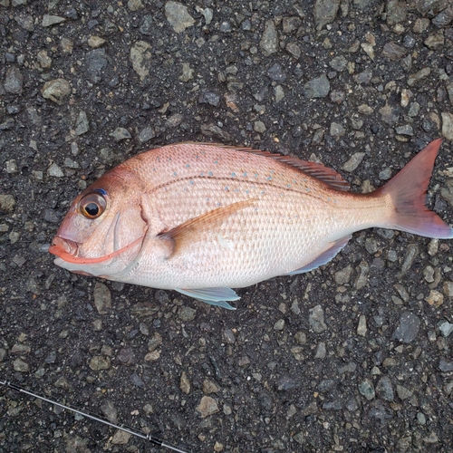 マダイの釣果