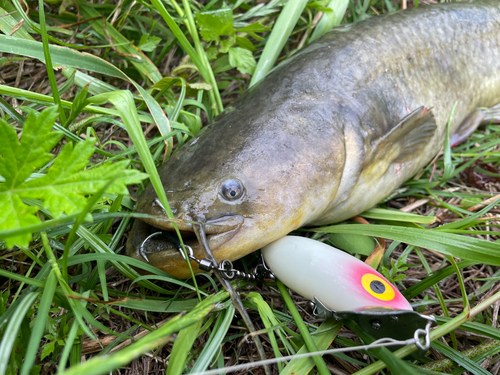 ナマズの釣果