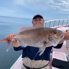 マダイの釣果