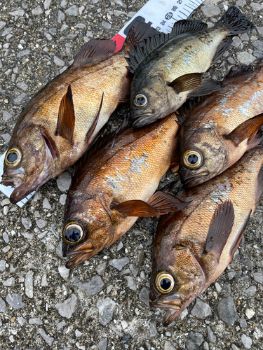 メバルの釣果