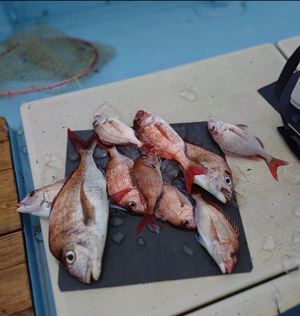 赤バードさんの釣果 1枚目の画像