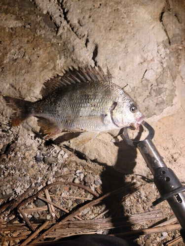 キビレの釣果