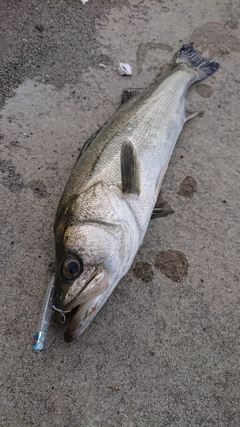 マルスズキの釣果