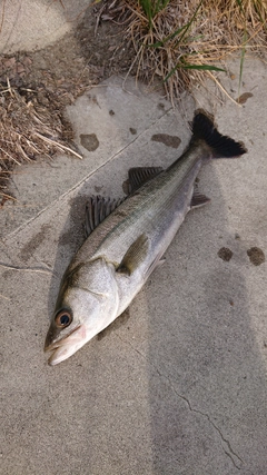 セイゴ（マルスズキ）の釣果